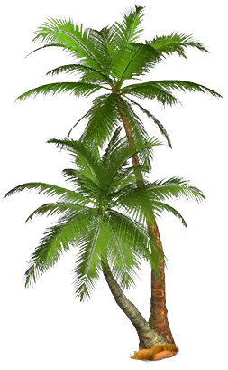 Palm Tree Elevation Png