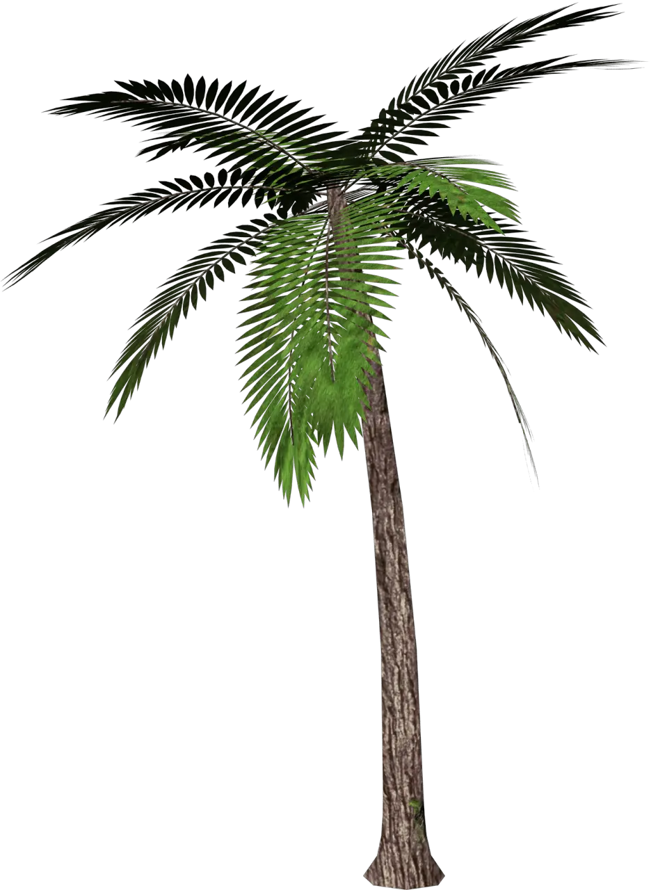 Palm Tree Hd Png