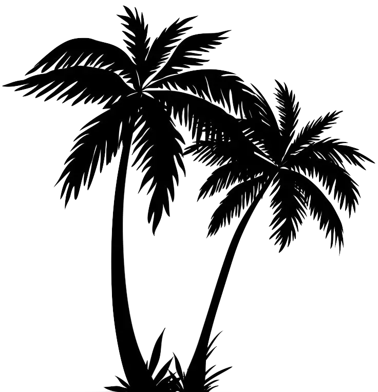 Palm Tree Drawing Png