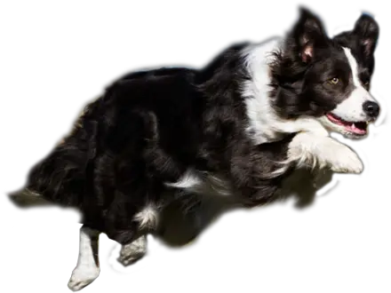 Thats My Super Dog Png Library Stock Transparent Border Collie Png Border Collie Png