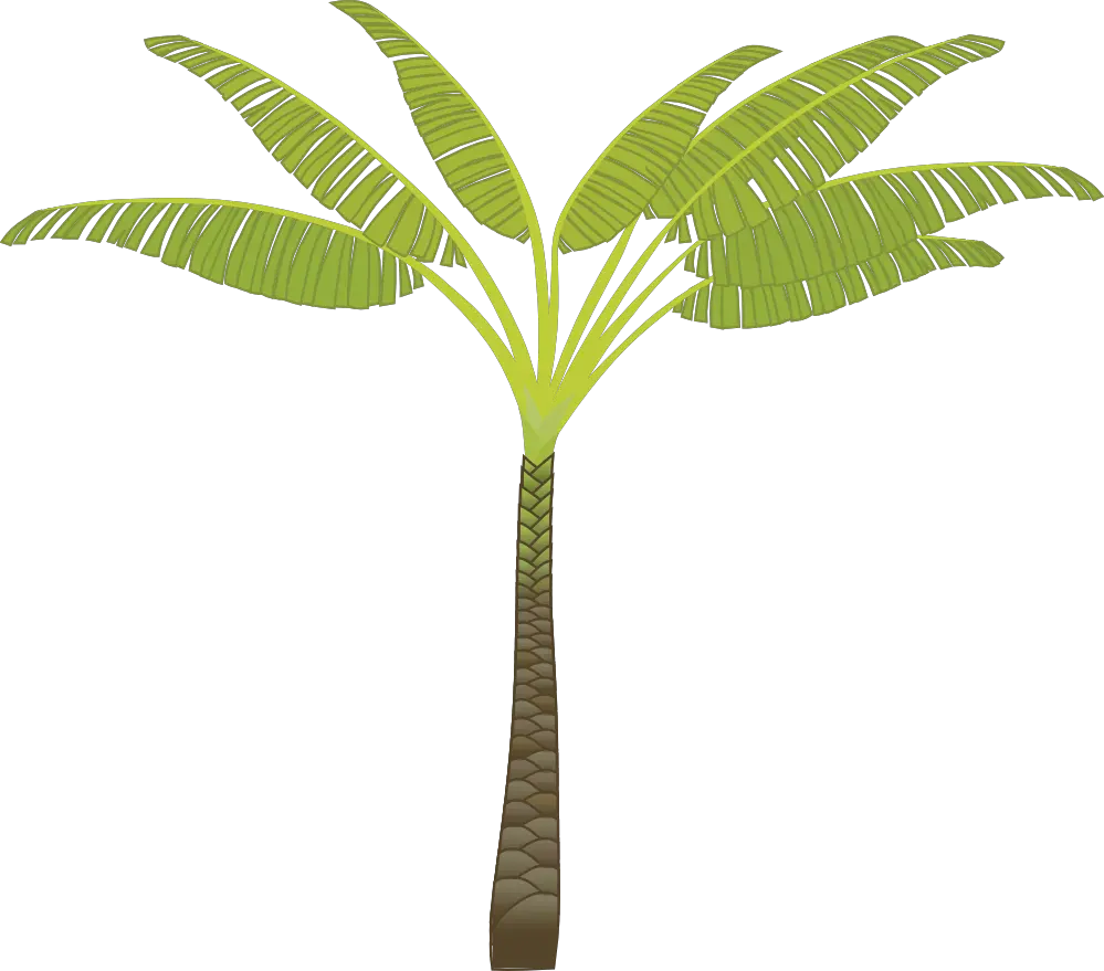 Palm Oil Tree Png