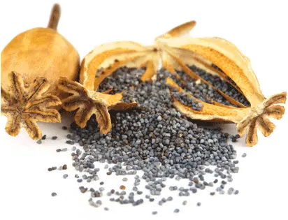 Poppy Seed Plant Png Poppy Seeds Image Png Seed Png