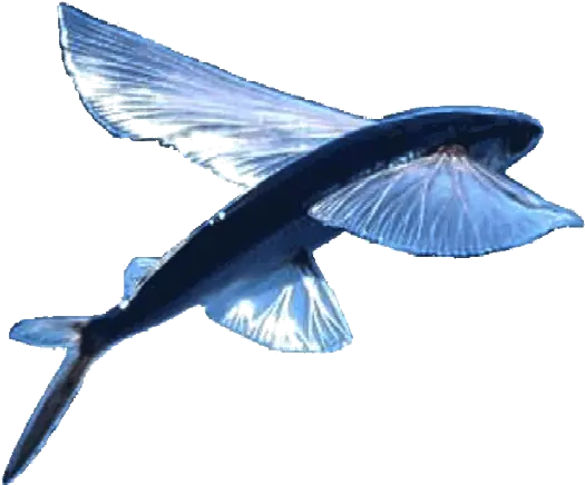 Blue Bird Flying Logo Transparent Flying Fish Png Flying Fish Logo