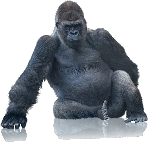 Download Tough Gorilla Boxes With Our Gorilla Sitting At Table Png King Kong Png