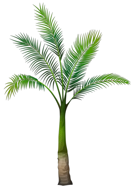 Beach Palm Tree Png