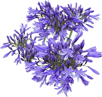 Agapanthus Top View Png Agapanthus Png Plant Top View Png