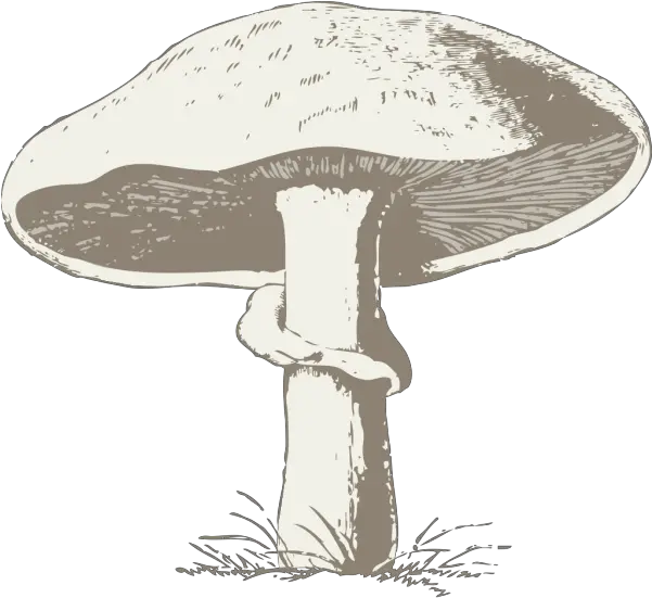 Mushroom Miri Png Svg Clip Art For Web Download Clip Art Mario Mushroom Icon