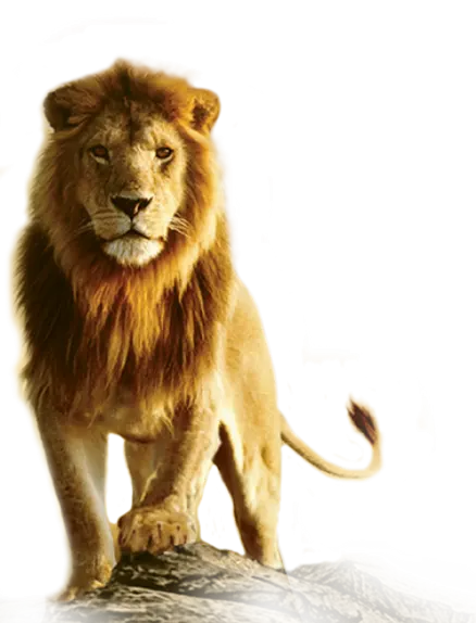 Download Lion Png Transparent Images Transparent Background Lion Png Lion Transparent