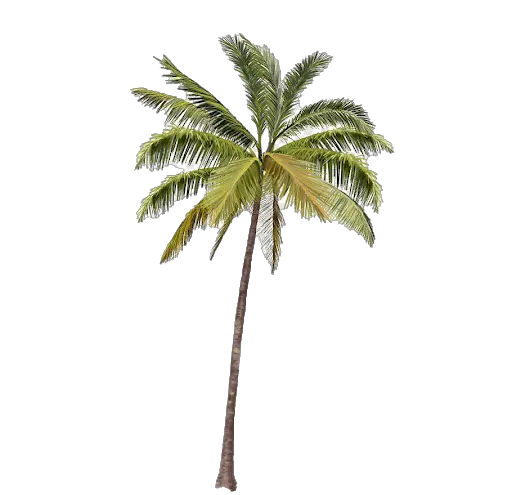 Palm Tree Outline Png