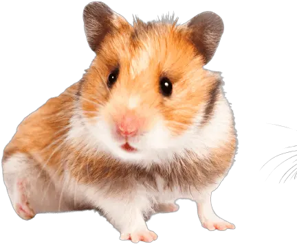 Hamster Behaviour Taming Your Hamsters Burgess Pet Hampster Transperent Background Png Hamster Icon