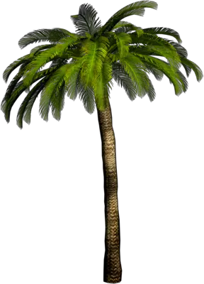 Palm Tree Logo Png