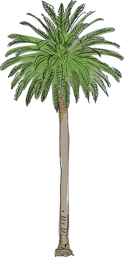 Palm Tree Png Free