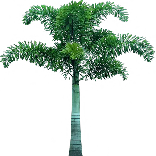 Palm Tree Leaves Png