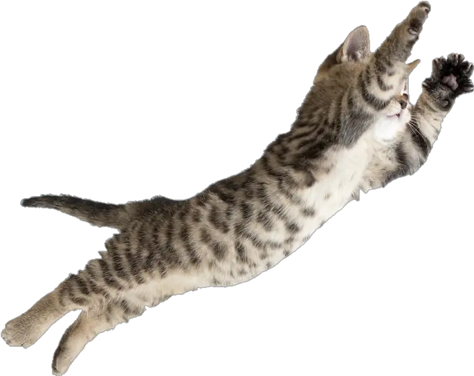 Jumping Kitten Full Size Png Download Seekpng Jumping Kitten Kitten Png