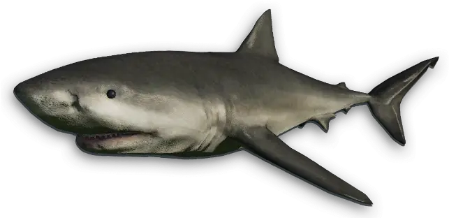 Great White Shark Far Cry 3 Bull Shark Png Great White Shark Png