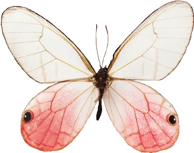 Tumblr Butterfly Png 3 Image Transparent Butterfly Aesthetic Png Real Butterfly Png