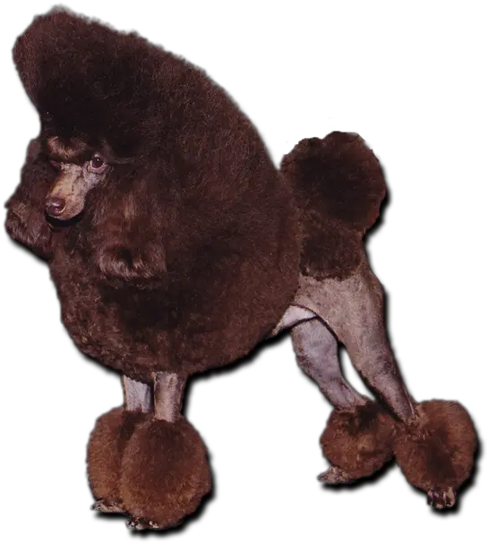 Download Chocolate Toy Poodle Chocolate Toy Poodle Png Poodle Png