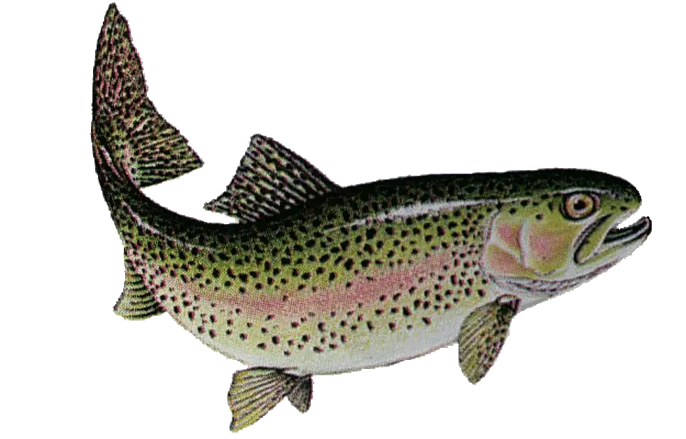 Fly Fishing Png Hd Transparent Hdpng Images Transparent Rainbow Trout Png Fishing Png