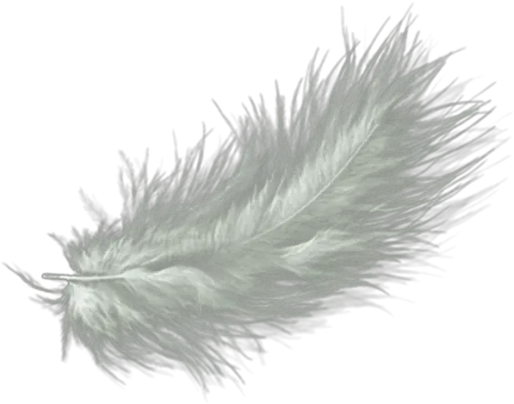 White Feather Drawing Clip Art White Fur Transparent Background Png Feather Transparent Background