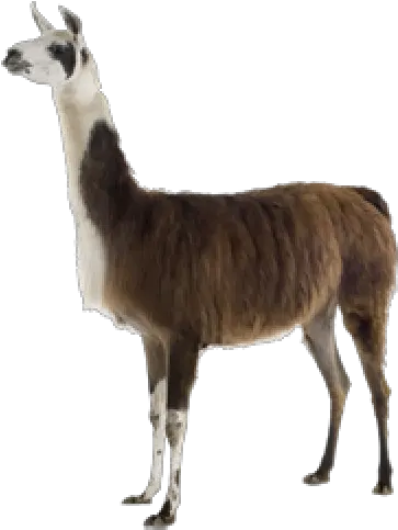 Imaganes De Llama Peruana Png Llama Body Transparent Background Llama Png