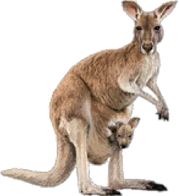 Kangaroo Png Transparent Quality Images Kangaroo Transparent Background Png Kangaroo Transparent