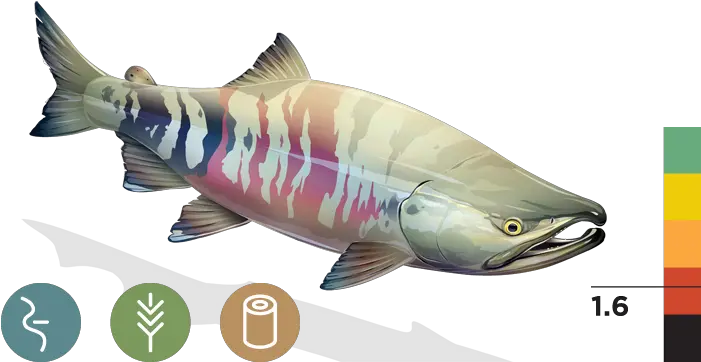 Chum Salmon Transparent U0026 Png Clipart Fr 2648896 Png Sockeye Salmon Salmon Transparent