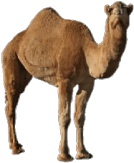 Free Transparent Png Images On Camel