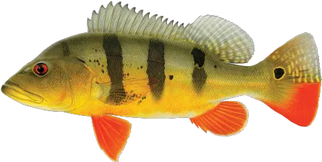 Fishin Guy Fish Species Peacock Bass Png Bass Fish Png