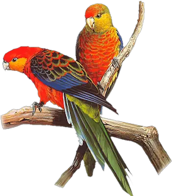 Parrots Png 5 Image Parrot Images Hd Png Parrot Png