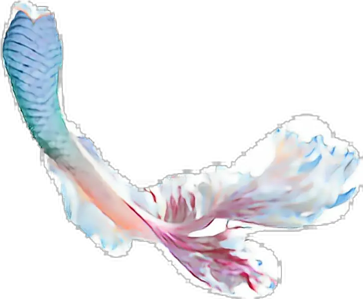Mermaid Tail Transparent Background Transparent Background Mermaid Tail Transparent Png Mermaid Tail Png