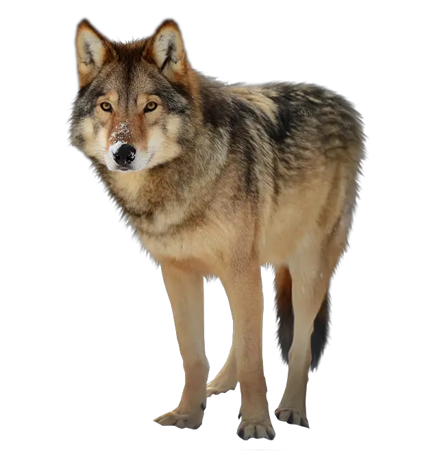 Download Best Free Wolf Png Clipart Timber Wolf Transparent Background Wolf Transparent