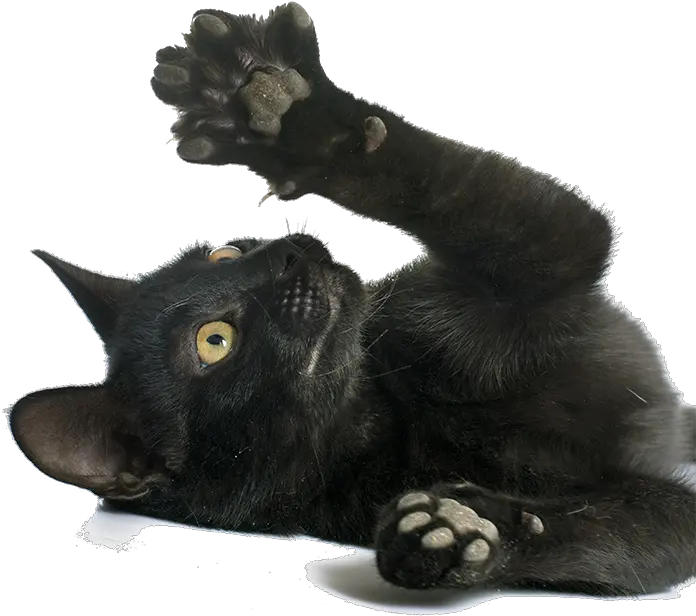 Cats Think Paws Itive Sixteen Mile Veterinary Clinic Transparent Black Cat Paw Png Cat Paw Png