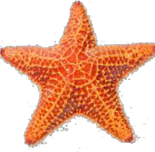 Sea Star Png 1 Image Sea Star Image Png Sea Star Png