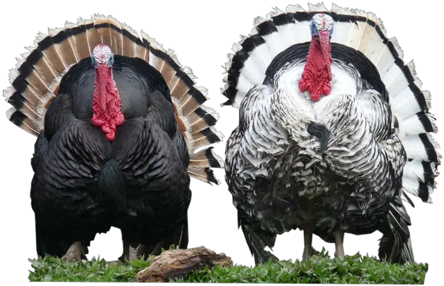 Download Free Png Turkey Backgroundbirdtransparent Dlpngcom Largest Turkey In The World Turkey Transparent Background