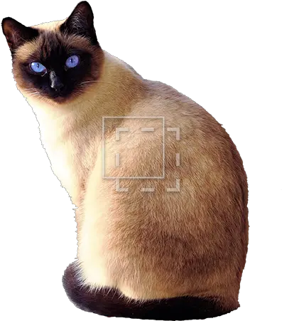 Siamese Cat Transparent Background Transparent Siamese Cat Png Cat With Transparent Background