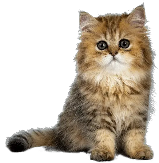 Cute Cat Photos By Canva Domestic Cat Png Kitten Transparent Background