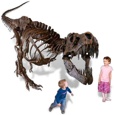 The Museum Black Hills Institute Black Hills Institute Stan Png Dinosaur Skull Png