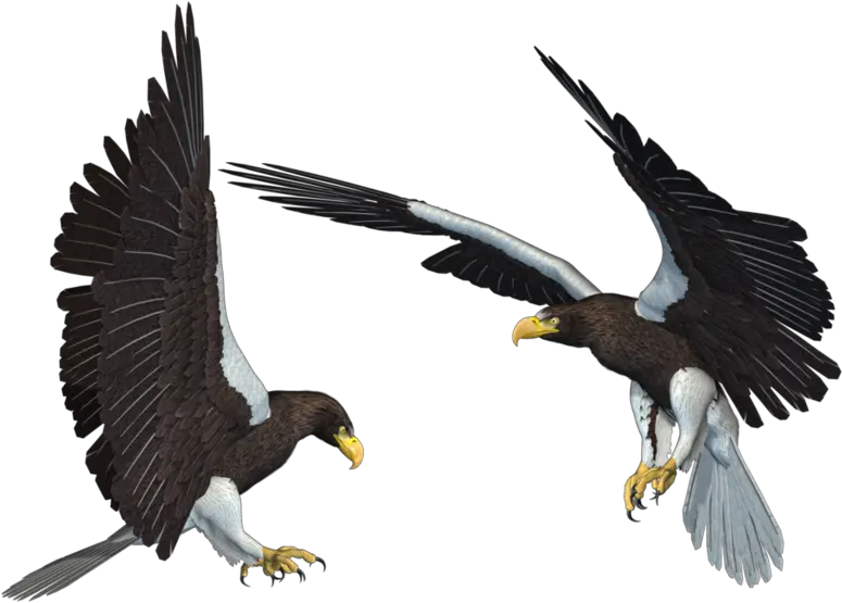 Download Free Png Bald Eagle Transparent Picture Dlpngcom Sea Eagle Png Bald Eagle Transparent