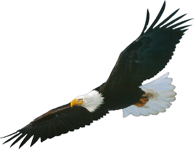 Bald Eagle Png Alçar Voos Transparent Cartoon Jingfm Soaring Eagle Clip Art Eagle Head Png