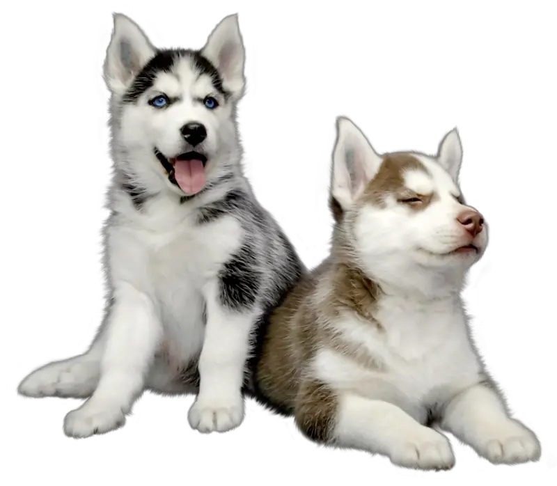 Husky Png Hd Photo Husky Puppy Transparent Background Png Transparent Husky Png Puppy Transparent Background