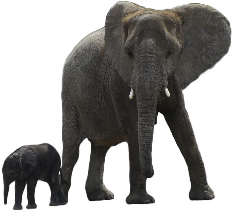 Elephant Png Free Download Arts Elephant With Baby Png Elephant Png