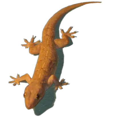 Png Transparent House Lizard Home Lizard Images Hd Lizard Transparent