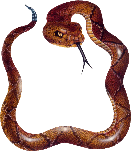 Snake Png Photos Picsart Editing Snake Png Snakes Png