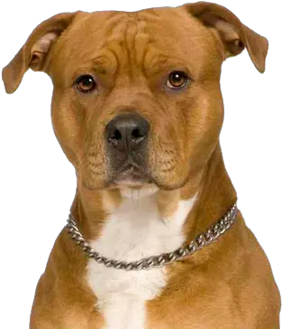 Perro Pitbull Png Image Pitbull X Staffy Tan Pitbull Png