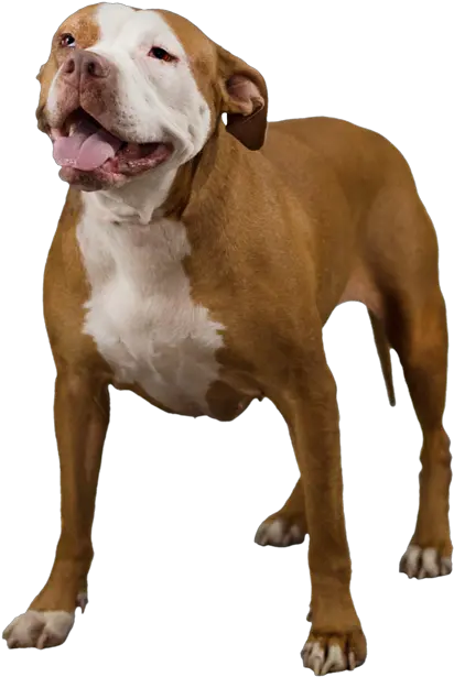 American Pit Bull Terrier Pit Bull Dog Png Pitbull Png