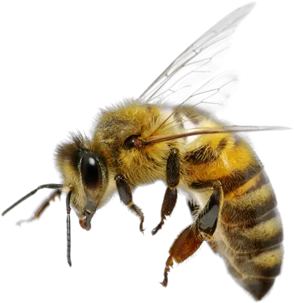 Bee Png Transparent Background Bee Png Bees Png