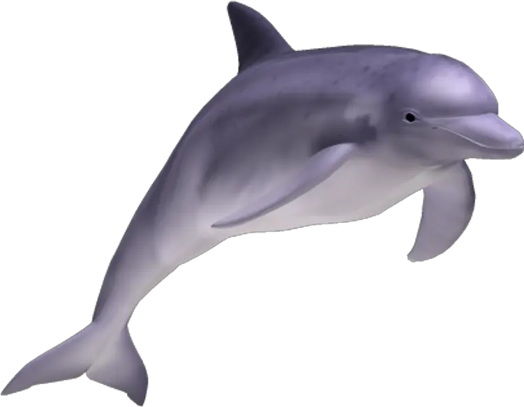 Download Spinner Dolphin Clipart Transparent Background Reales De Animales Del Mar Png Dolphin Transparent Background