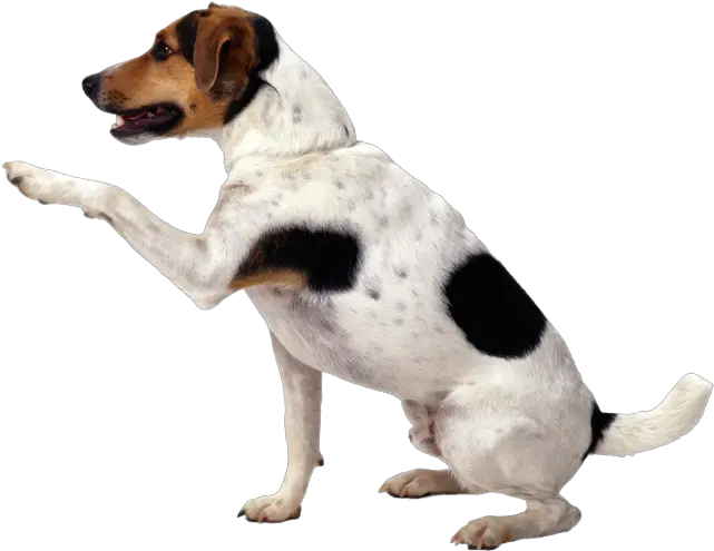 Cute Dog Png 11 Photo 4919 Transparent Image For Free Dog Paw In Air Cute Dog Png