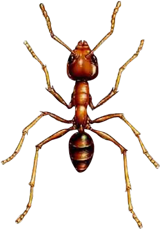 Argentine Ant Control Twoj Doktor Parts Of An Ant Png Ants Png