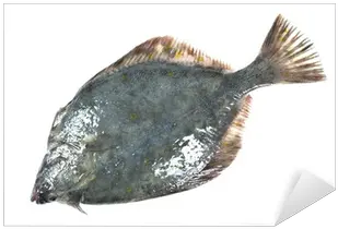 Flounder Sticker U2022 Pixers We Live To Change Gulf Flounder Png Flounder Png